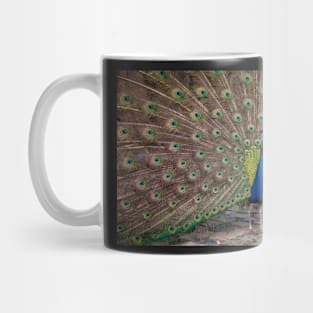 Peacock display Mug